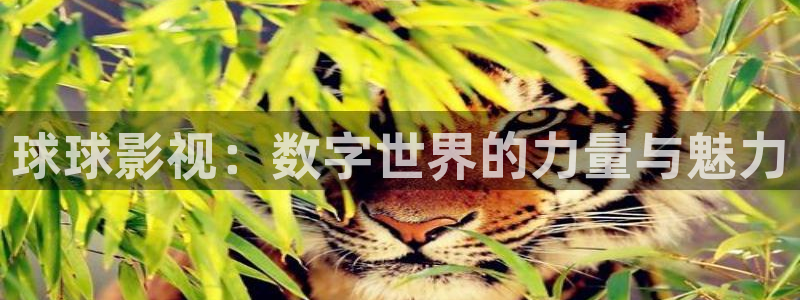 伊人影院一级片